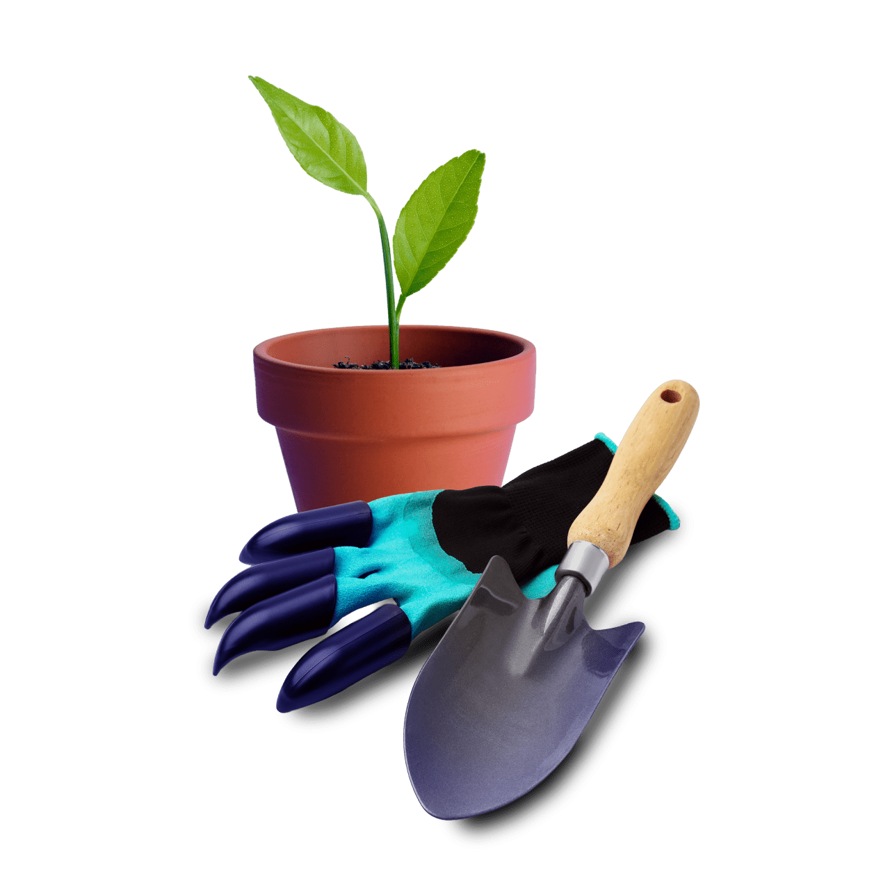Gardening gloves, a trowel and a plant